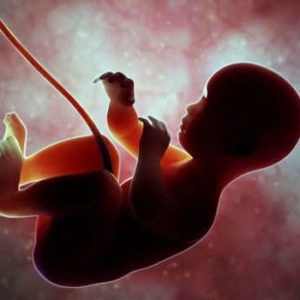 مراحل نمو الجنين